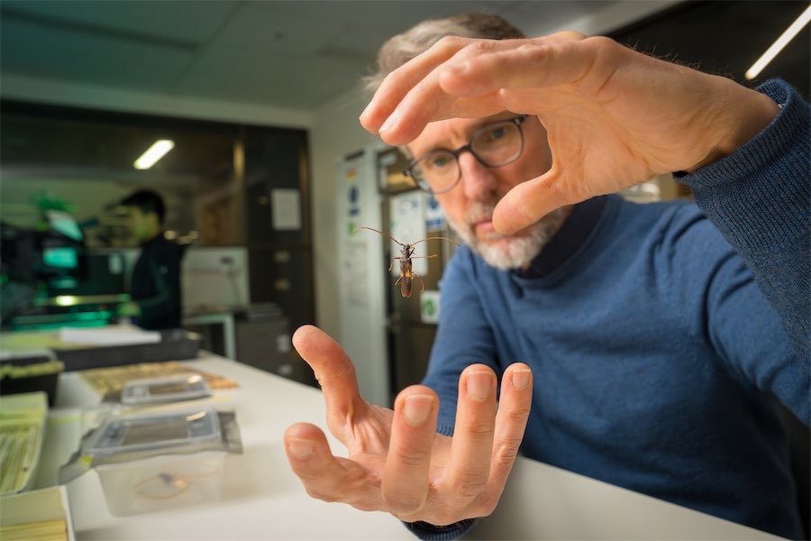 Could a little beetle threaten Australia’s foodbowl?