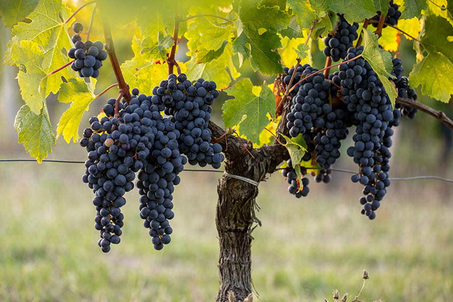 A pleasing taste of latter-day claret