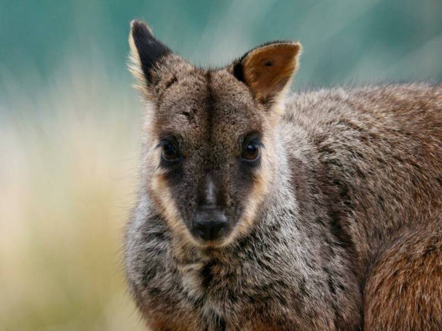 Back from the brink and beyond for threatened wallaby