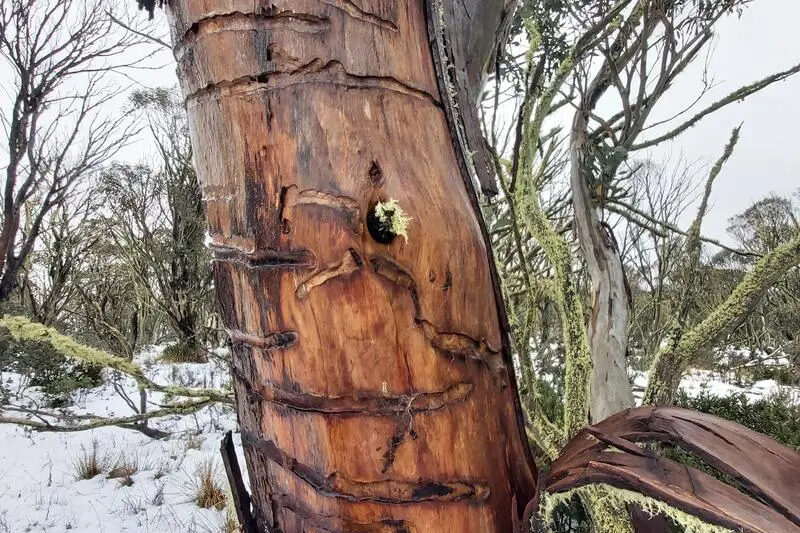 Snow gum dieback raises fears for largest river system