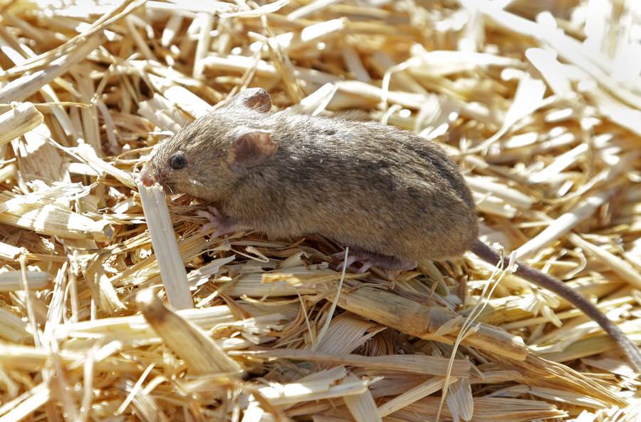 Mouse plague risk after rapid rise in rodent numbers