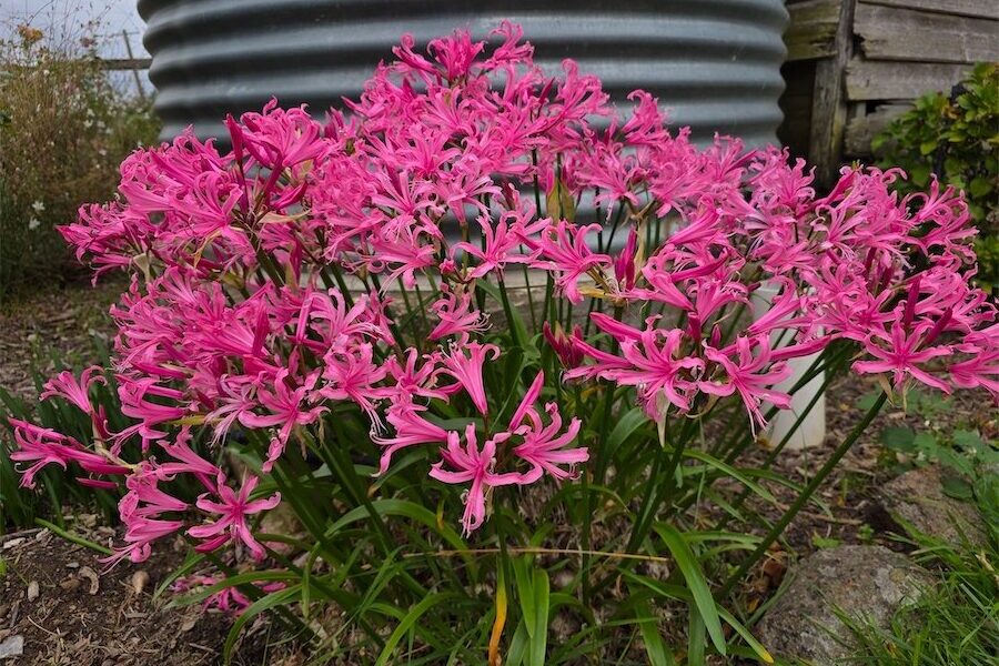 Nerines light up the autumn garden