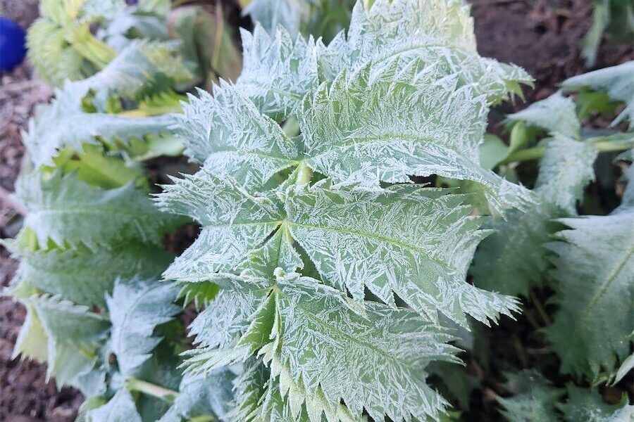 Prepare plants now to survive the frost and cold