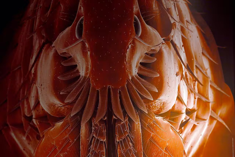 They suck your blood: nature’s vampires at museum show