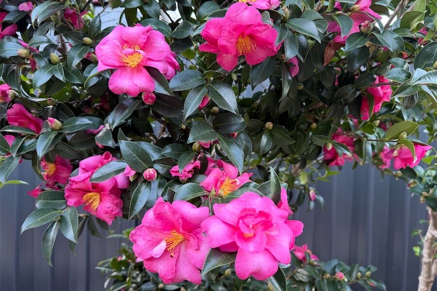 Camellia flowers shine through autumn