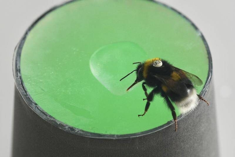 Dancing bees could supercharge AI revolution