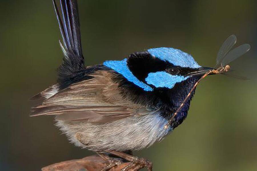 Superb wrens could be canaries in the coalmine