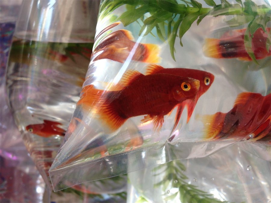 Why goldfish might be undermining your internet speed