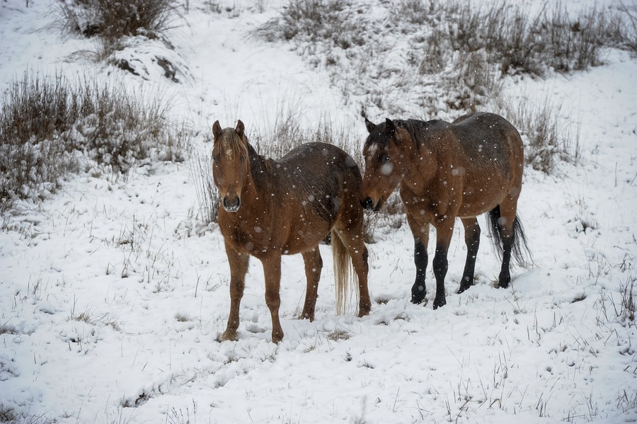 Lib leader takes shot at ‘inhumane’ brumby culls