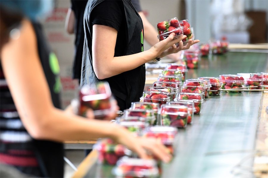 Budget curveballs target travellers, strawberry farmers