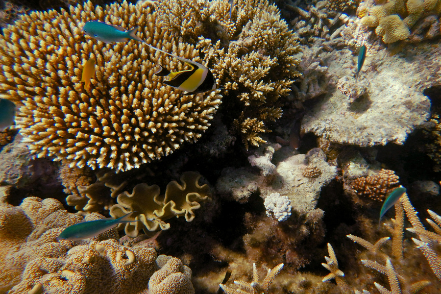 Lifeline for reef in fight against ‘in danger’ ruling