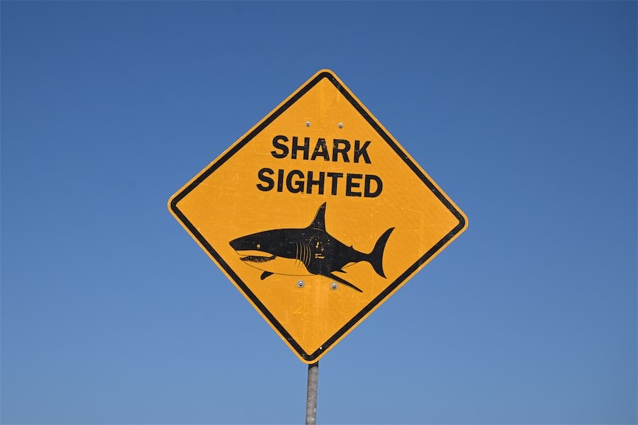 This is a tragedy’: diver dies in shark attack