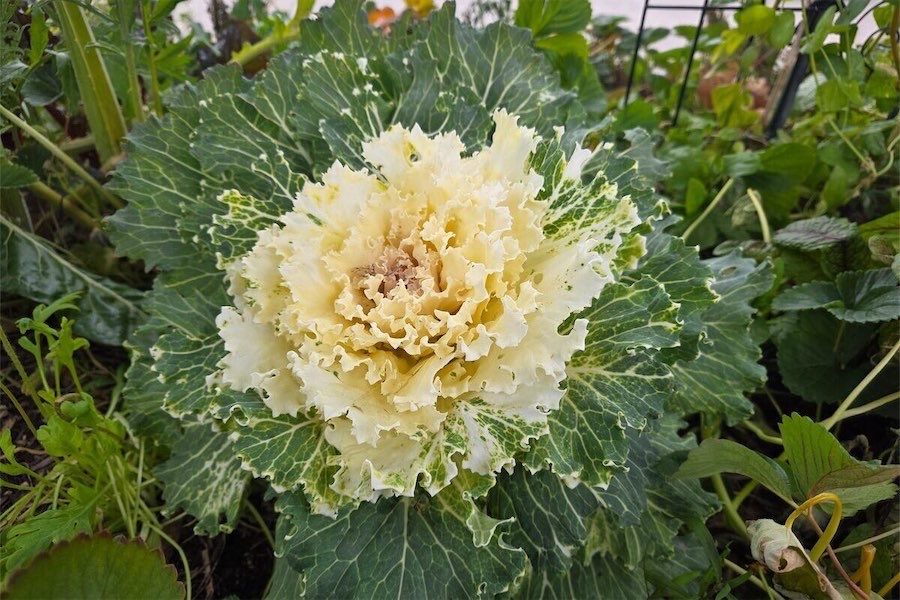 Ornamental cabbages bring winter colour 
