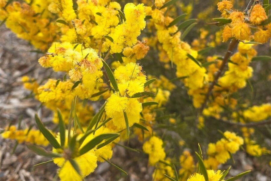 Winter wattles brighten gardens
