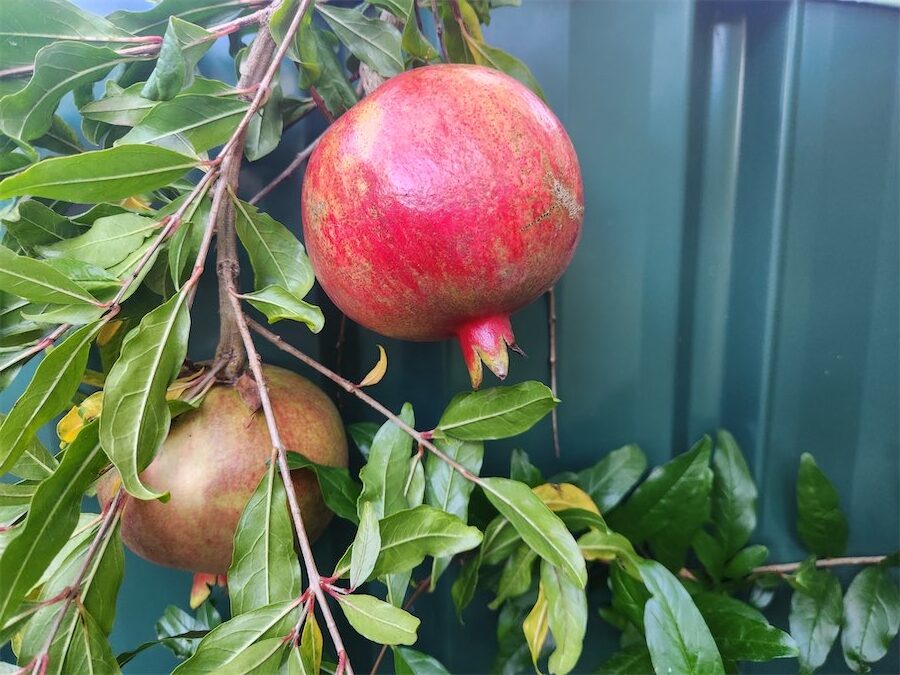 Pomegranates are good for autumn colour