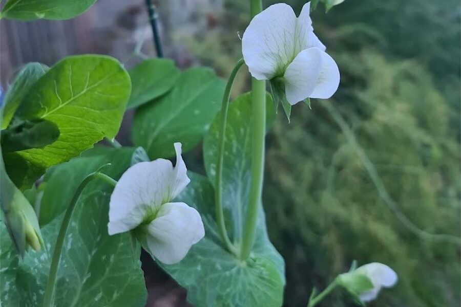 It’s time to plant peas and spinach