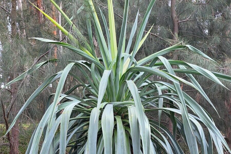 Mystery ‘furcraea’ defies the frost