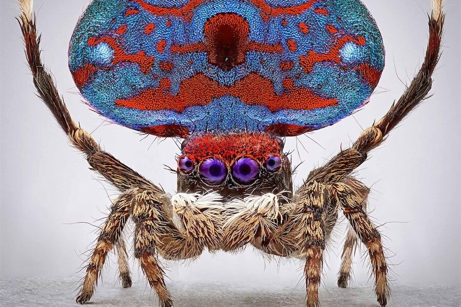 Awesome spiders really up close and personal