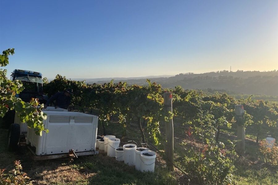 Cold truths about good chardonnay