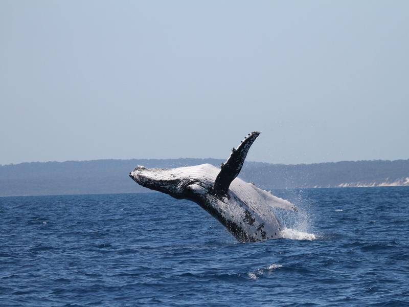 Humpback whale clocks new record after mega migration