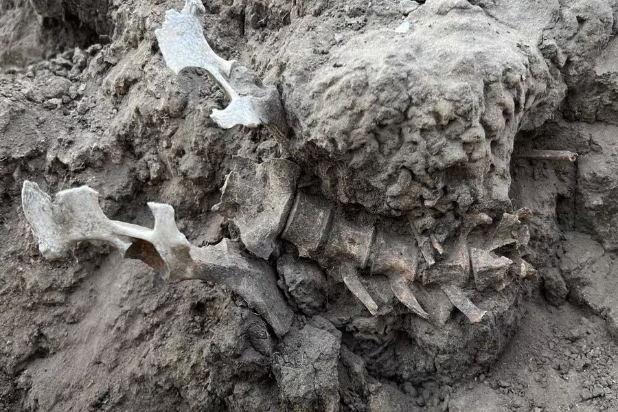 Beloved dingo grave reveals ancient First Nations bond