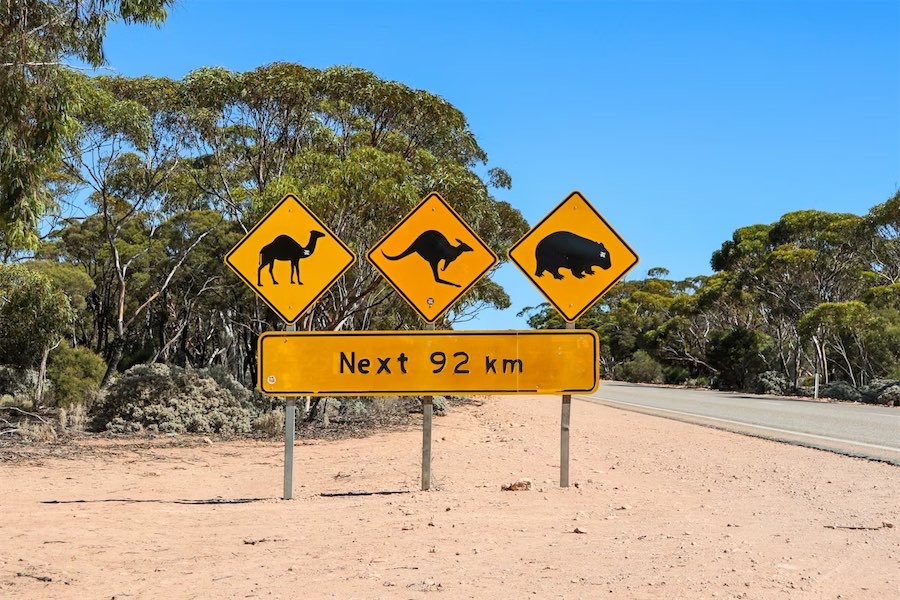 Time and speed: collisions with wildlife are rising