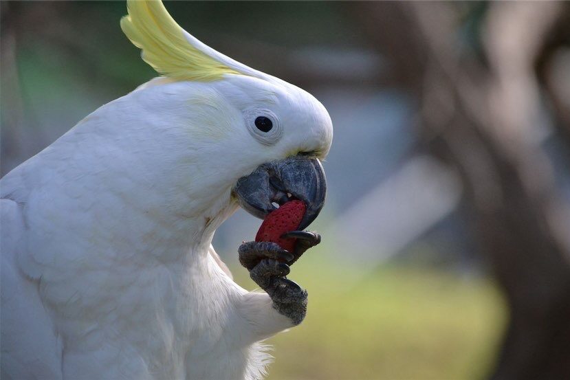 Cockatoos copy each other to find safe food, study shows