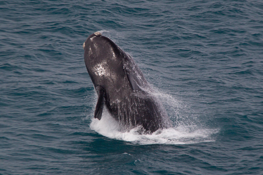 Why whales are making Star Wars sounds in Aussie waters