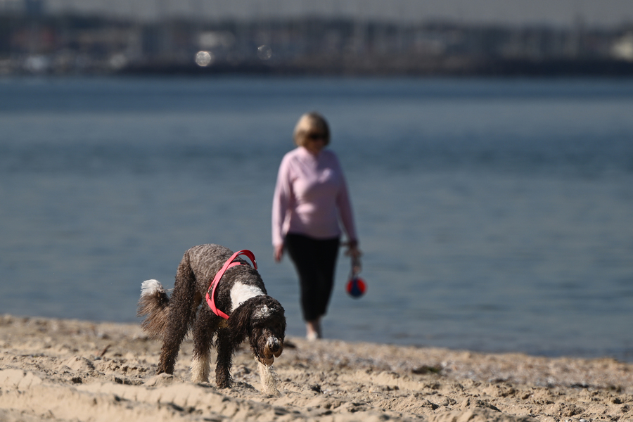 People and pets in firing line if ants not eradicated