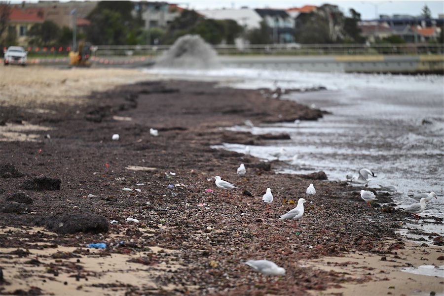 Suspected killer bird flu found on Australian mainland