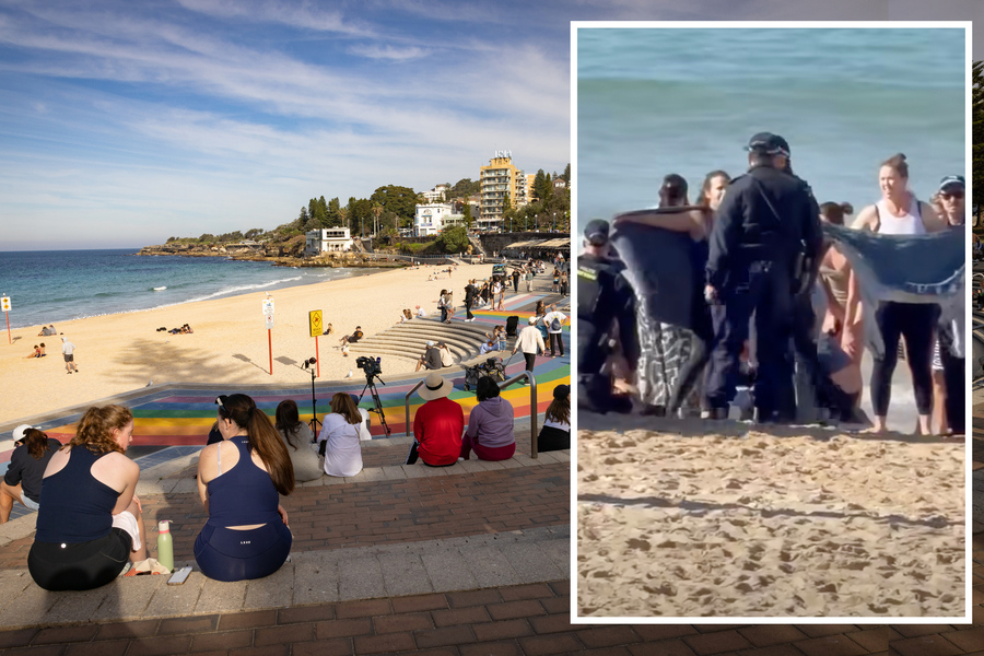 Great white shark culls ruled out after shocking attack