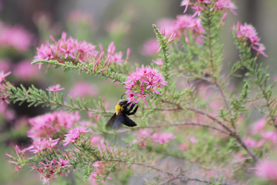 Climate change stinging bees without cool homes