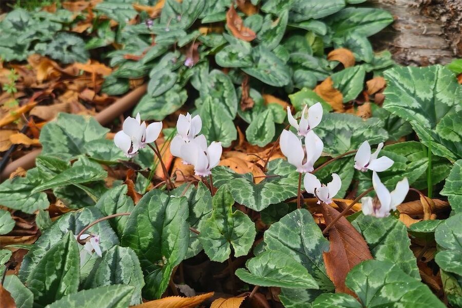 Cyclamen thrives through winter