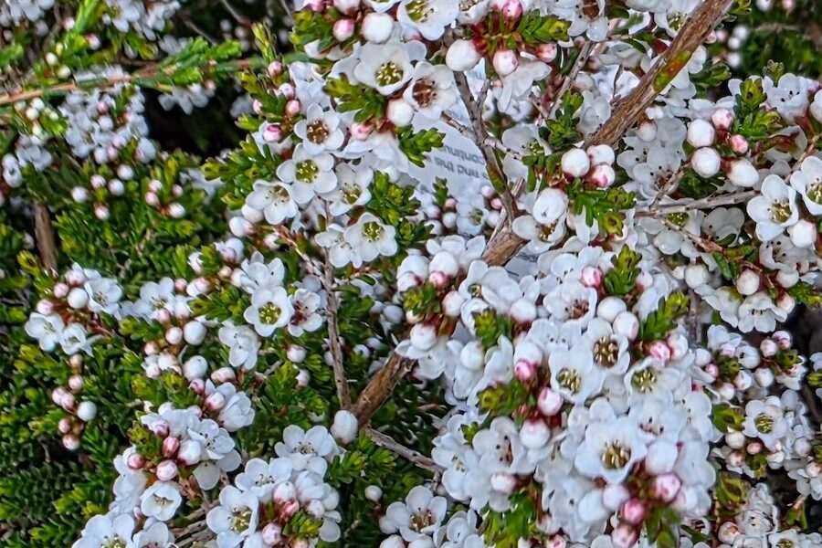 Gardens that share winter inspiration