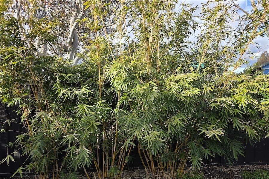 The trick is to keep bamboo under control