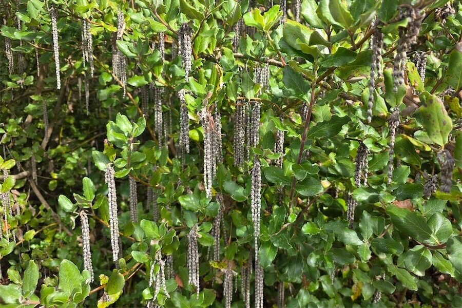 Winter wow with silk tassel catkins