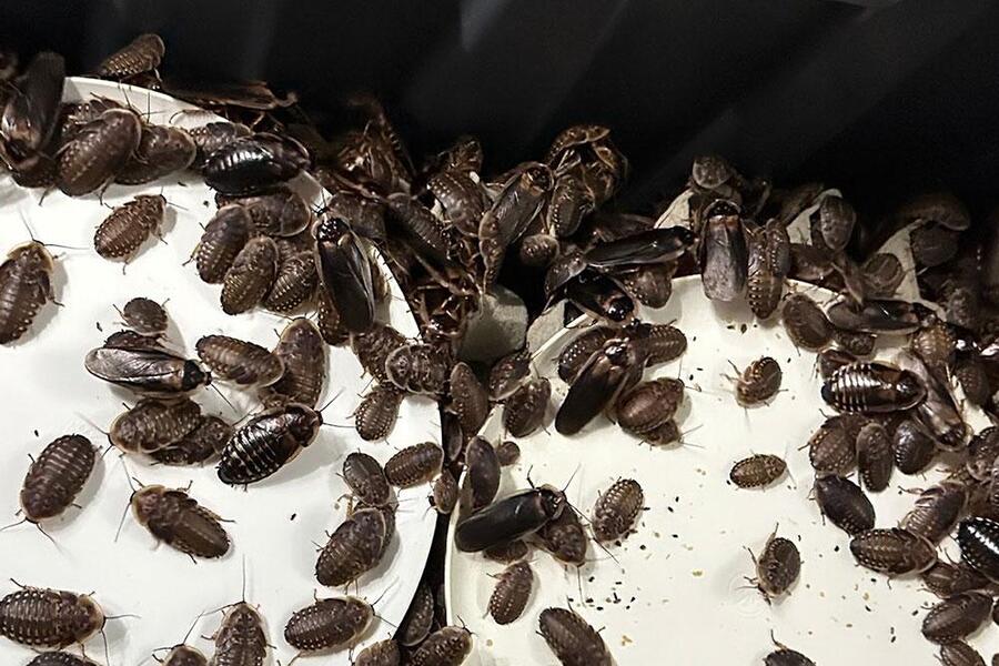 Record bust seizes more than 100,000 exotic cockroaches