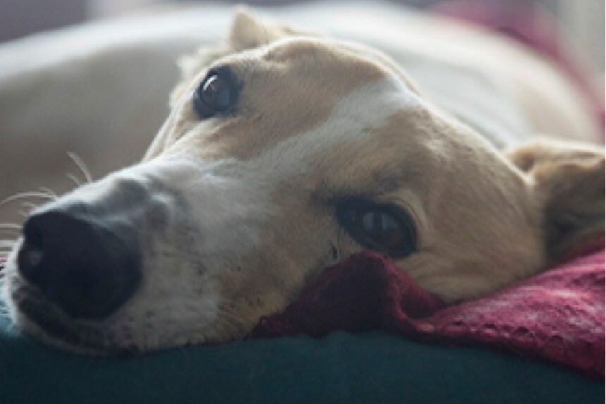 Greyhounds seek new homes at Mitchell adoption day