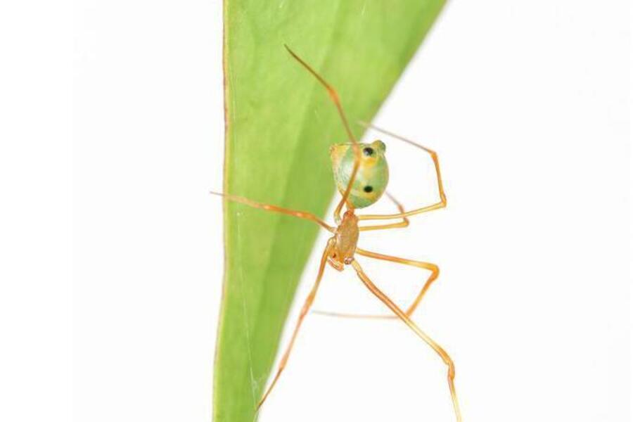 Going ballistic: spider spins a spring-loaded trap
