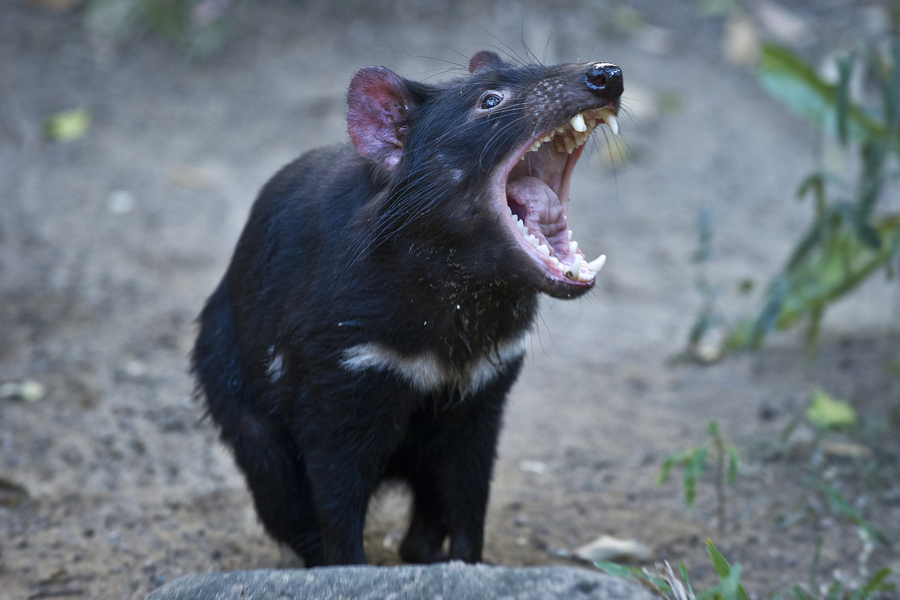 Cancer cure for Tassie devils could be in their genes