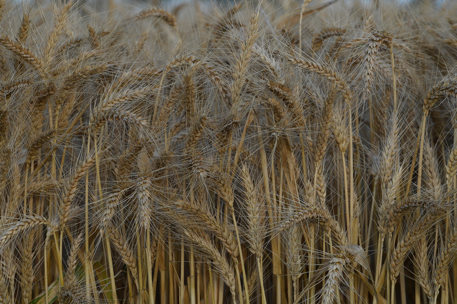 Warning ‘dire combination’ poses regional food crunch