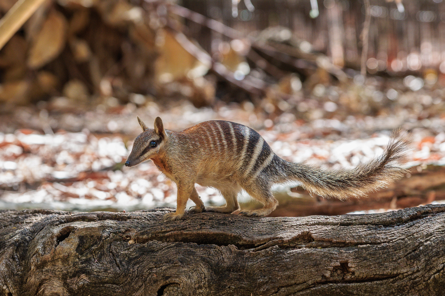 Numbats no longer endangered but threat far from over