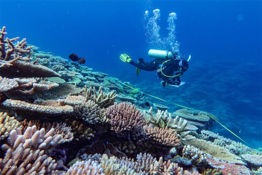 Reef again avoids ‘in danger’ World Heritage listing