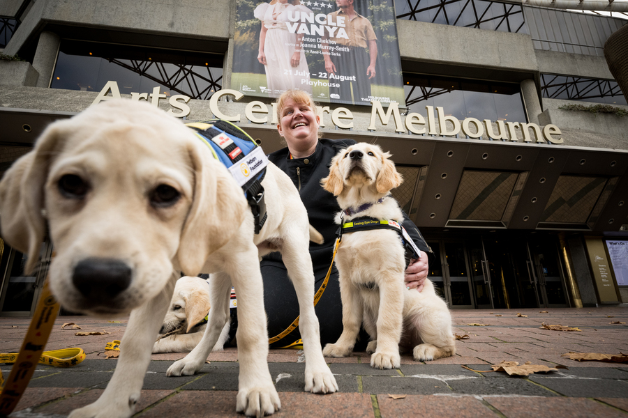 Seeing-eye dog puppies bone up on theatre etiquette