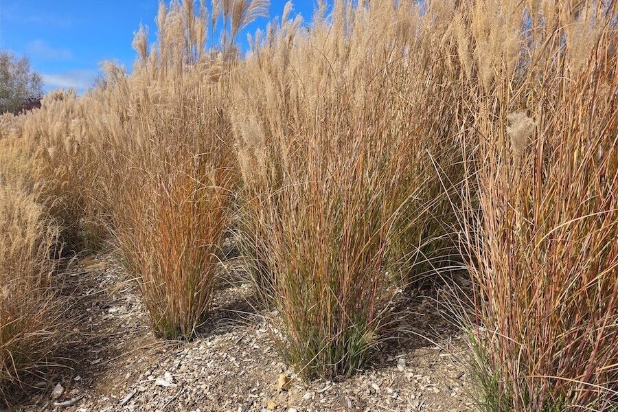 Leave grasses unpruned over winter