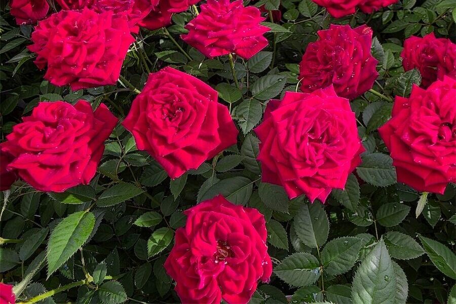 It's time but don't rush to prune roses