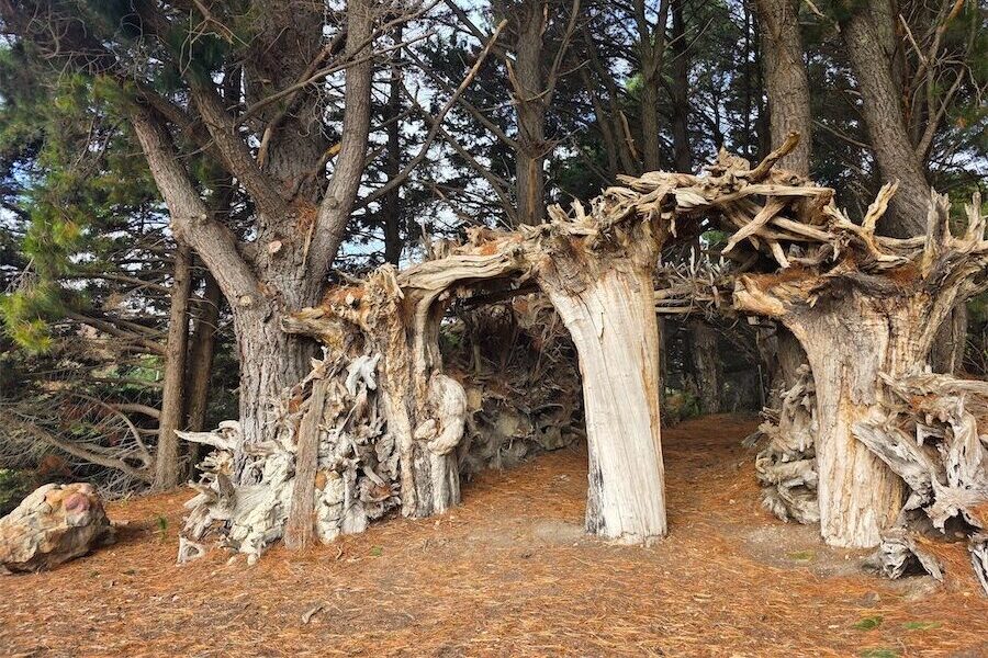 The secrets of a garden stumpery