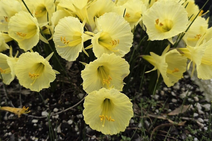 Blooming bulbs putting on a show