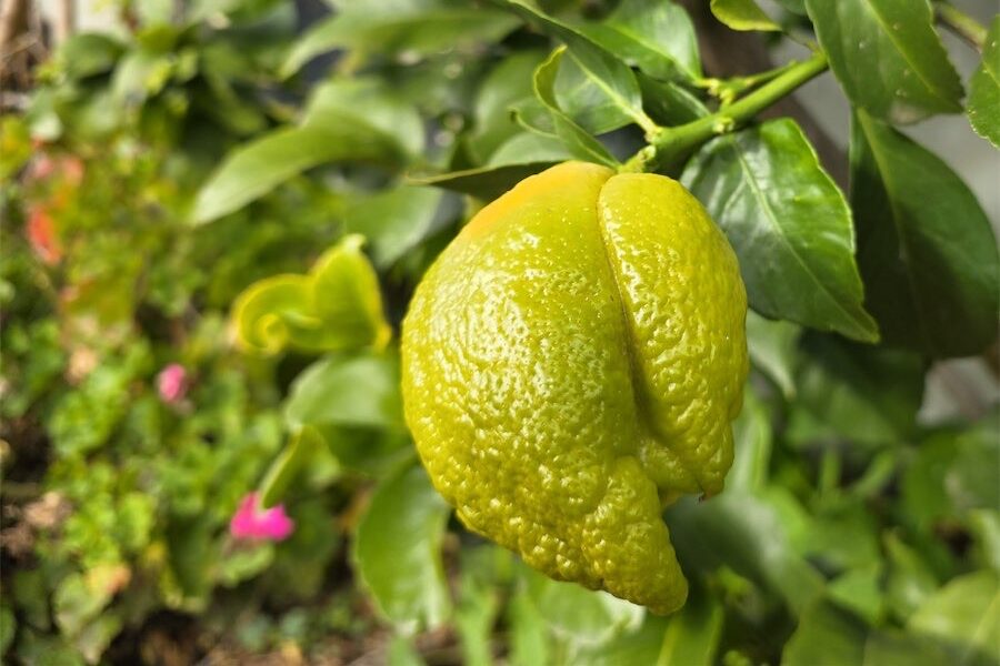 Citrus care for spring growth