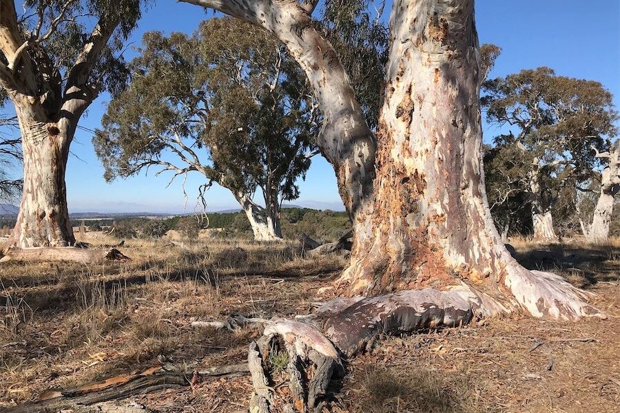 ACT buys CSIRO land for $385m housing development